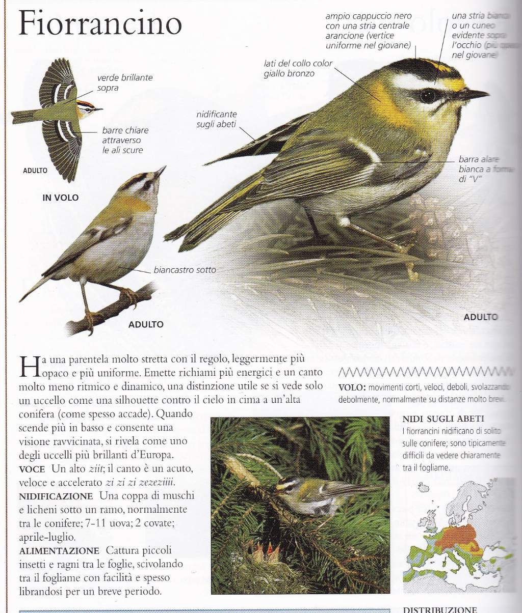 2 domande sui Regulus